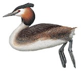 Great Crested Grebe Illustration