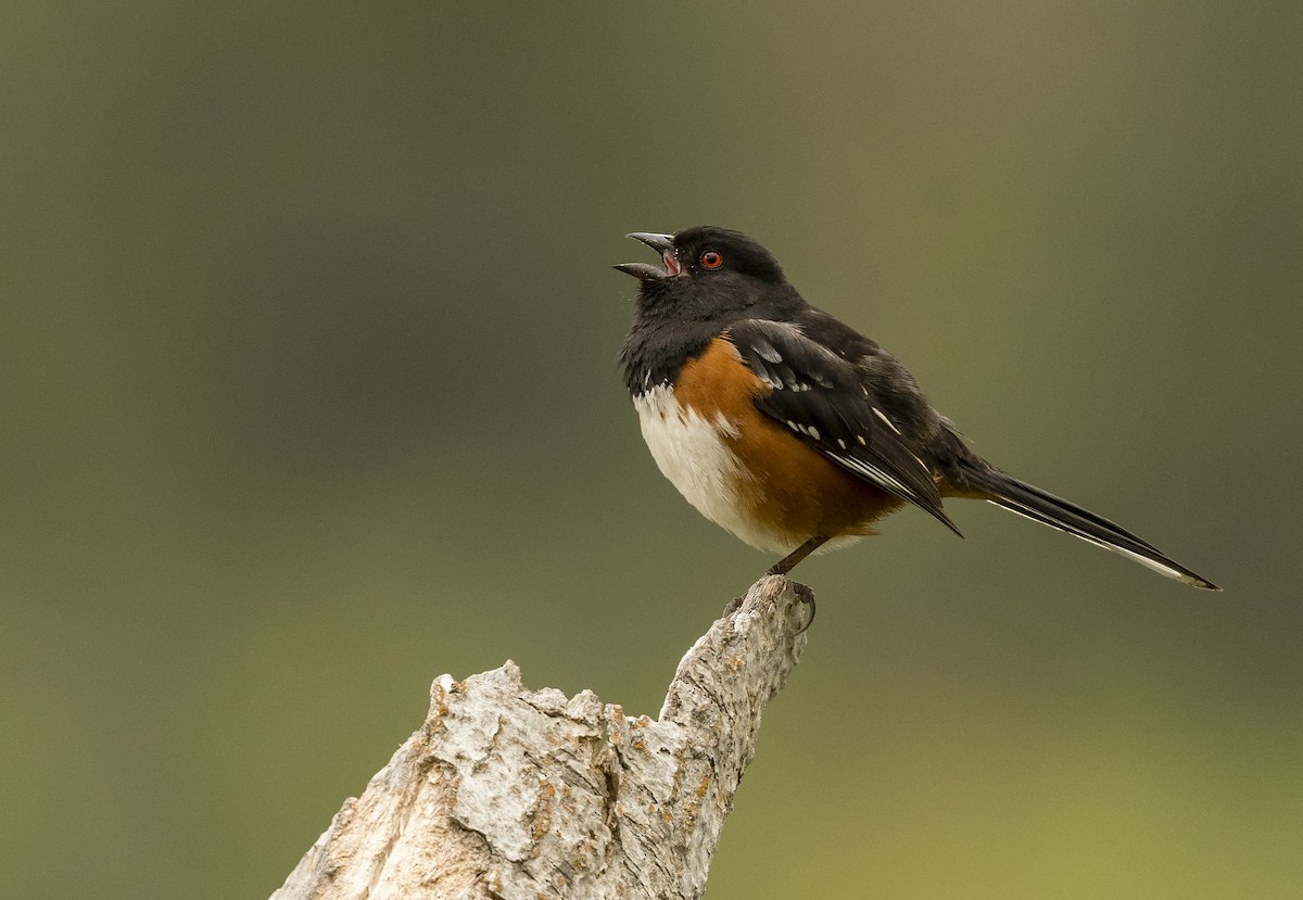 Spotted Towhee - Ian Routley
