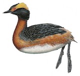 Horned Grebe Illustration