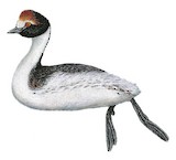 Hooded Grebe Illustration