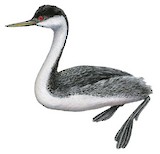 Western Grebe Illustration