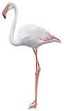 Greater Flamingo Illustration