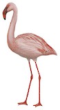 Lesser Flamingo Illustration