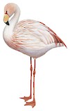 James's Flamingo Illustration