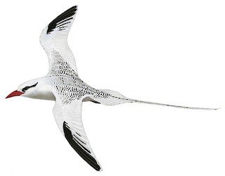 Red-billed Tropicbird - Phaethon aethereus - Birds of the World