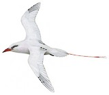 Red-tailed Tropicbird Illustration