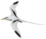 White-tailed Tropicbird Illustration