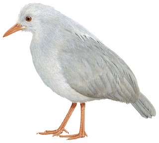 Rhynochetidae - Kagu - Birds of the World