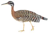 Sunbittern Illustration