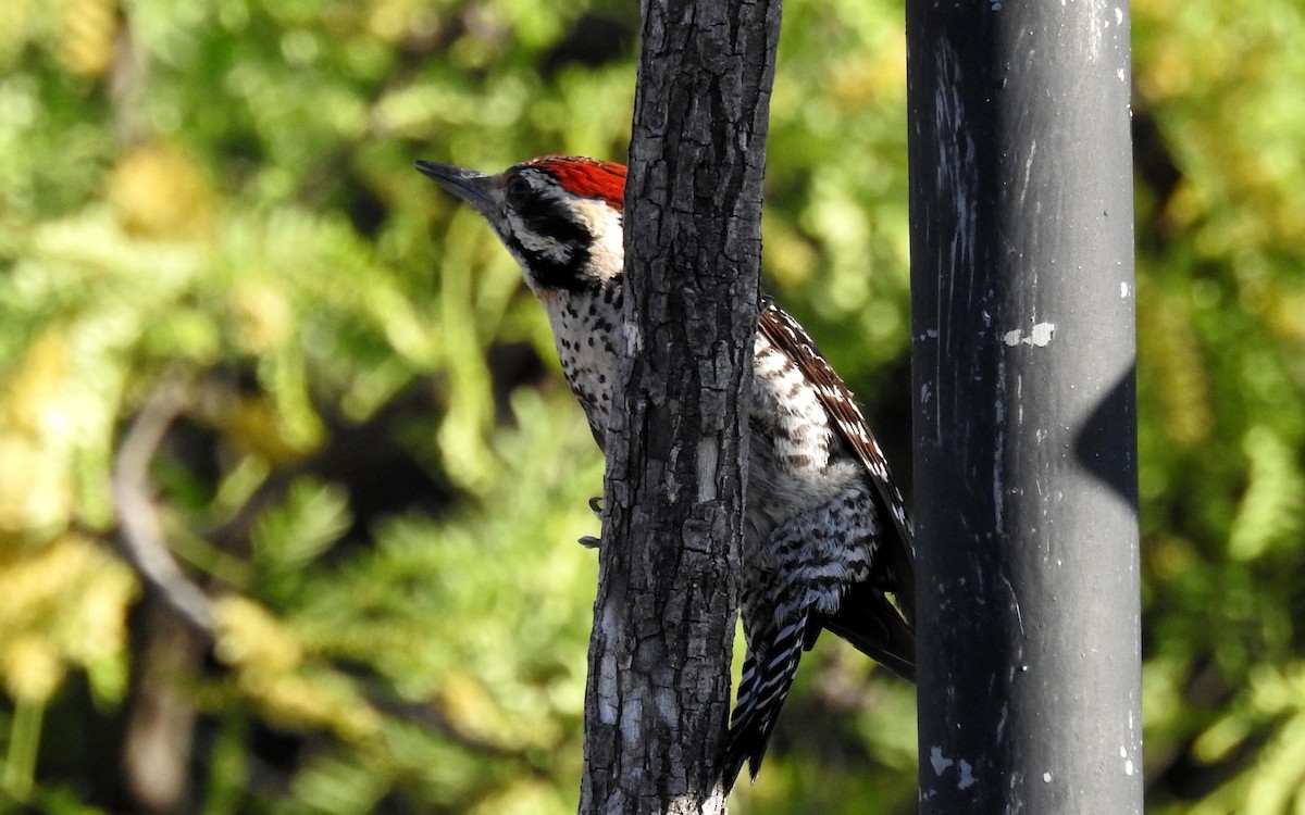 Ladder-backed Woodpecker - ML153399821