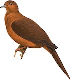 MacKinlay's Cuckoo-Dove Illustration