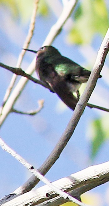 Anna's Hummingbird - Gary Binderim