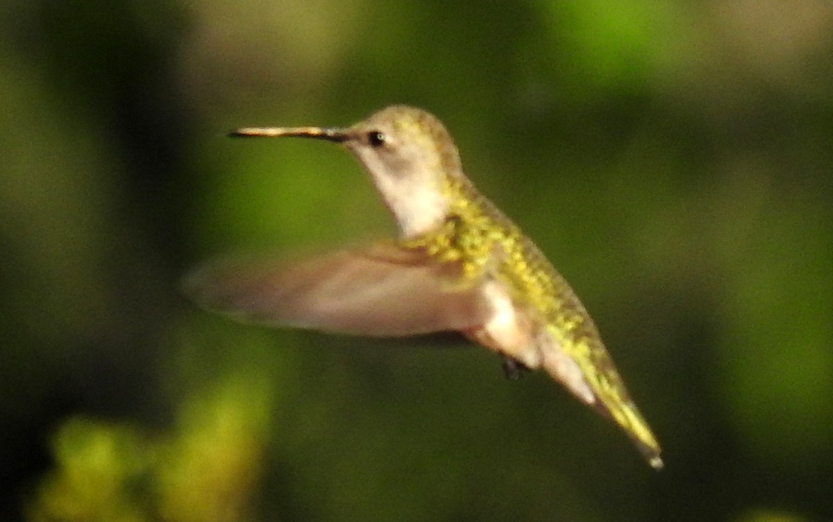 Black-chinned Hummingbird - Missy McAllister Kerr
