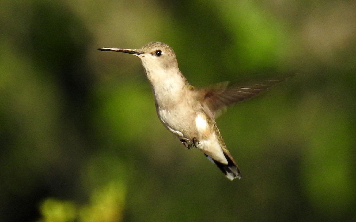 Black-chinned Hummingbird - Missy McAllister Kerr