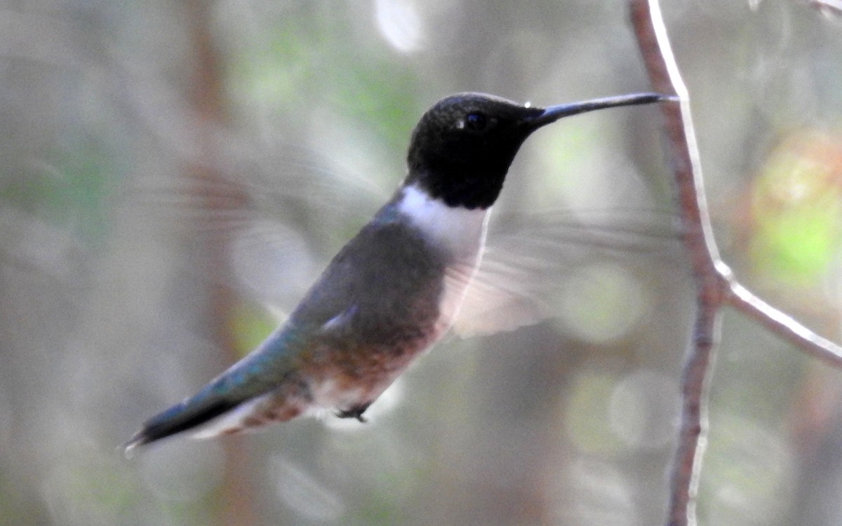 Black-chinned Hummingbird - ML153401741