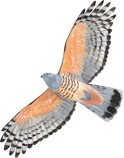 Aviceda subcristata megala