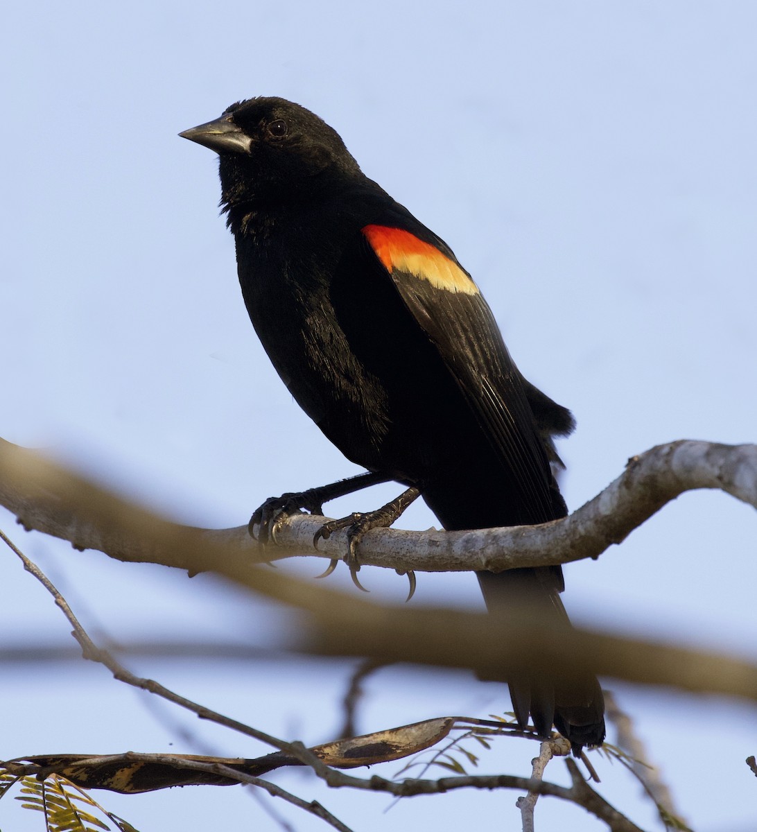 Red-shouldered Blackbird - ML153404241