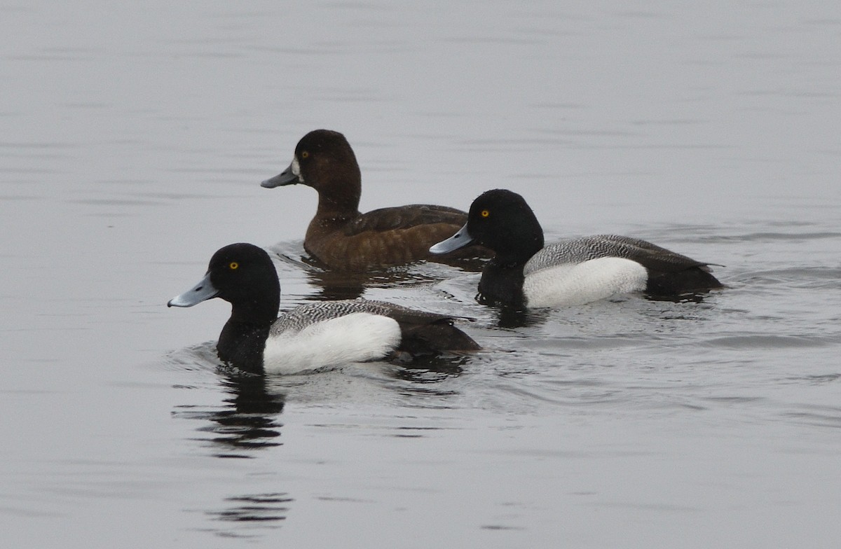 Greater Scaup - Woody Gillies