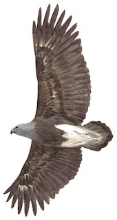 Icthyophaga humilis humilis