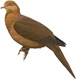 Barusan Cuckoo-Dove Illustration