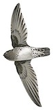 Bornean Swiftlet Illustration