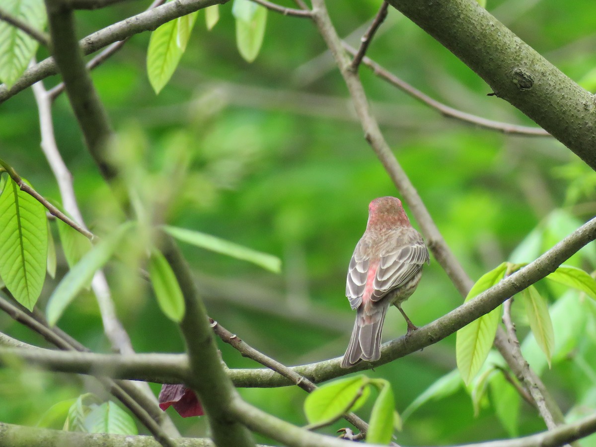 House Finch - Eric  Froelich