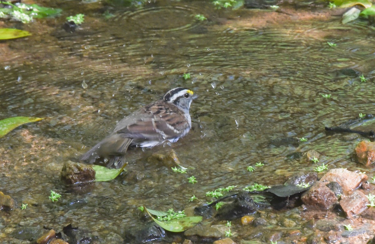 White-throated Sparrow - ML153405911