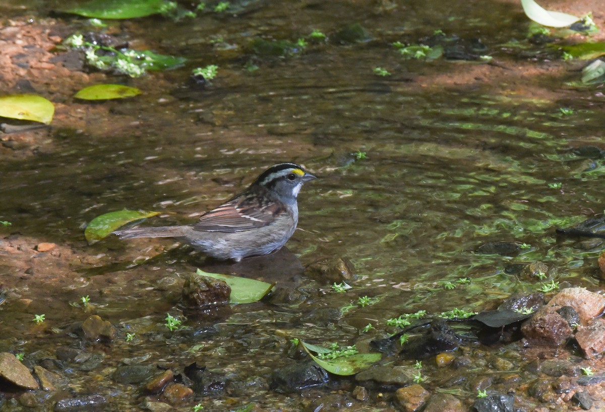 White-throated Sparrow - ML153405921