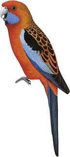 Platycercus elegans adelaidae