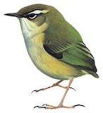 New Zealand Rockwren Illustration