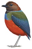 Philippine Pitta Illustration