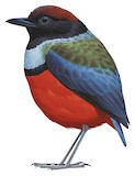 Sula Pitta Illustration