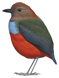 North Moluccan Pitta Illustration