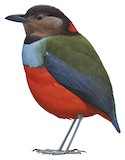 South Moluccan Pitta Illustration