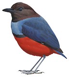 Papuan Pitta Illustration