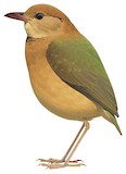 Rusty-naped Pitta Illustration