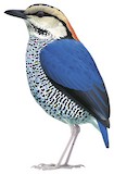 Blue Pitta Illustration