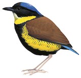 Gurney's Pitta Illustration