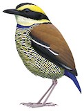 Javan Banded Pitta Illustration