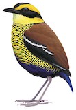 Bornean Banded Pitta Illustration