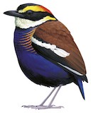 Malayan Banded Pitta Illustration