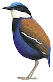 Blue-headed Pitta Illustration