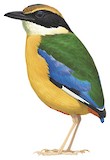 Blue-winged Pitta Illustration