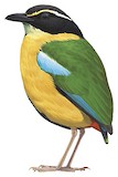 Banda Sea Pitta Illustration