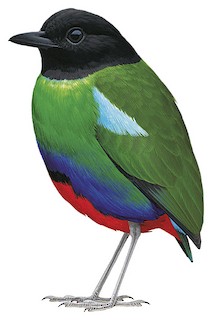 Pitta novaeguineae mefoorana