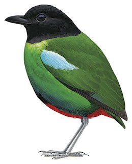 Pitta novaeguineae novaeguineae