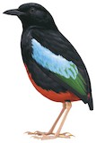 Superb Pitta Illustration