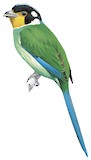 Long-tailed Broadbill Illustration