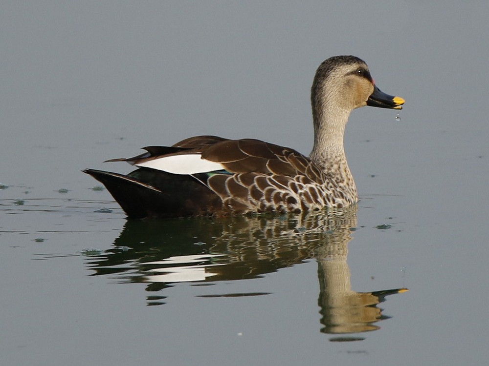 Indian Spot-billed Duck - Subhadra Devi