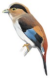 Silver-breasted Broadbill Illustration